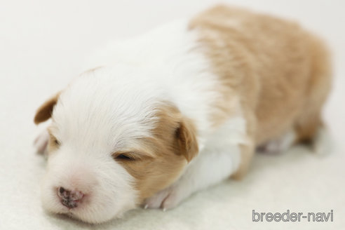 成約済の神奈川県のボーダーコリー-377231